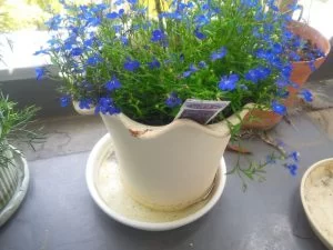 家庭菜園も、室内観葉植物も、「底面給水」で楽々に、元気に育てる