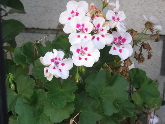 ツタバゼラニウムの特徴と育て方