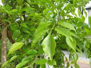 シマトネリコの特徴と育て方