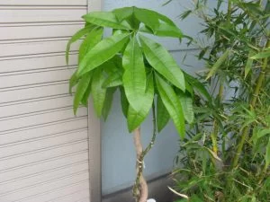 パキラの特徴と育て方 パキラの特徴と育て方