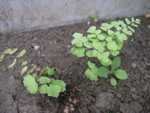アジアンタムの特徴と育て方