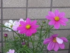 コスモスの特徴と育て方