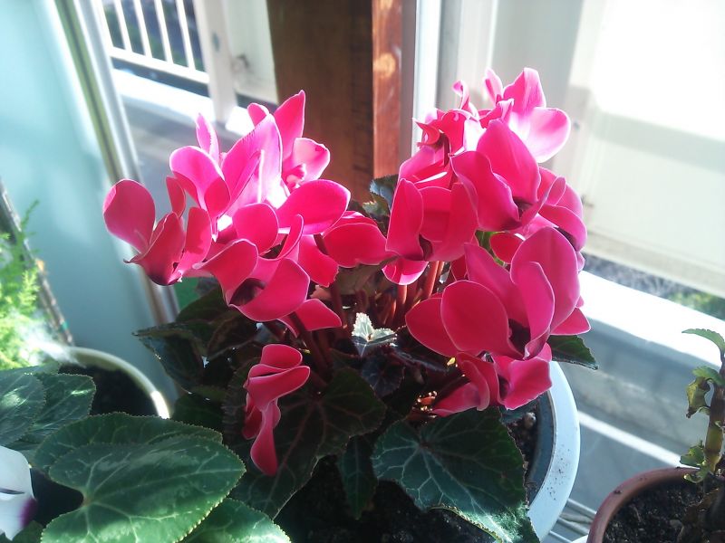 コバエと闘う　～室内で観葉植物を上手に育てる～