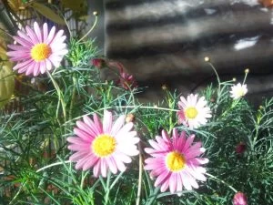 完全駆虫が難しく、樹木や観葉植物の天敵「カイガラムシ」を駆除する