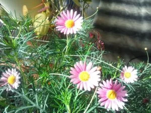 早くもマーガレット開花 早くもマーガレット開花