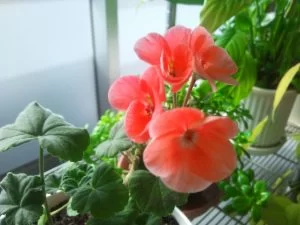 ゼラニウムが開花しました
