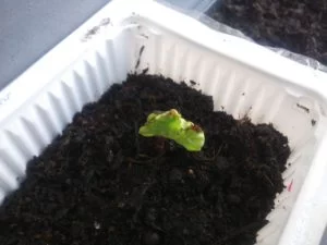 朝顔が発芽しました