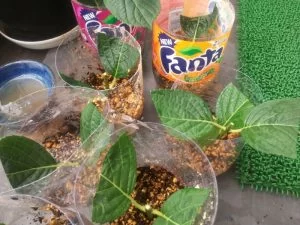 アジサイの刺し芽