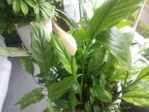スパティフィラムの花が咲かないときは