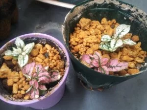 ヒポエステスの特徴と育て方 ヒポエステスの特徴と育て方
