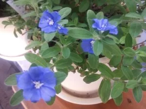 アメリカンブルーの開花とヒポエステスの挿し芽 アメリカンブルーの開花とヒポエステスの挿し芽
