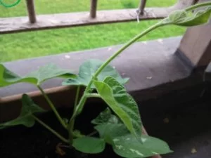 朝顔（アサガオ）の摘芯（摘心）の仕方