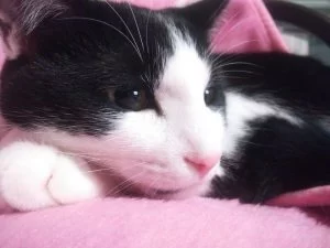 猫と暮らすようになって撤去された植物たち