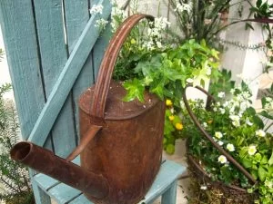 観葉植物の植え替え