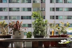 新しく観葉植物買ったときは・・・
