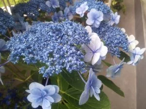 紫陽花の挿し木に再度挑戦