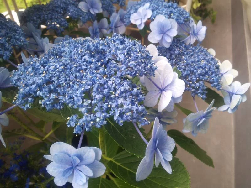 紫陽花の挿し木に再度挑戦