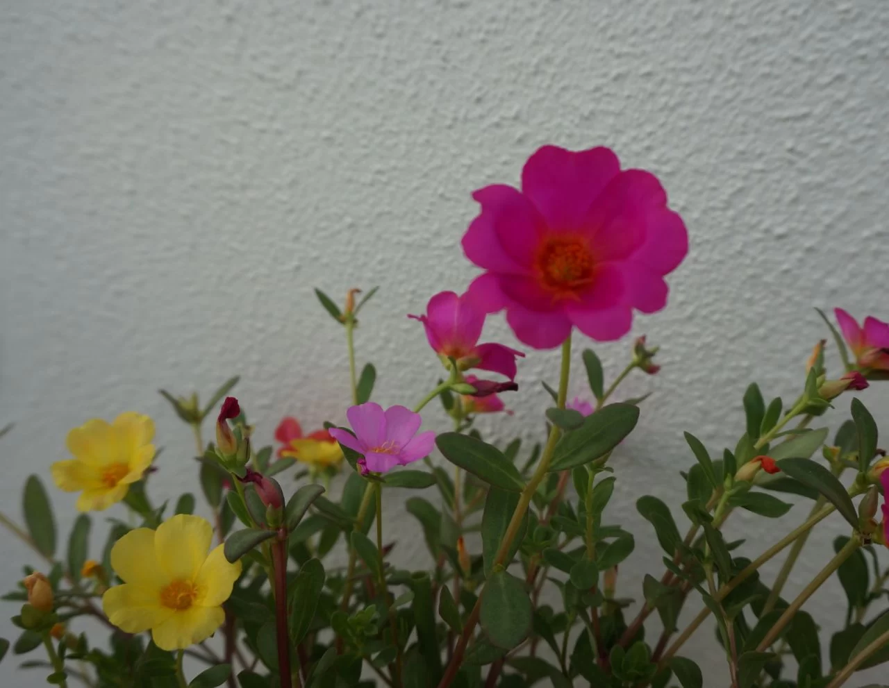 ポーチュラカの育て方|園芸と家庭菜園と観葉植物を楽しもう! ポーチュラカの育て方|園芸と家庭菜園と観葉植物を楽しもう!