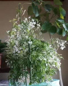 羽衣ジャスミンの花が咲かないのは・・・。