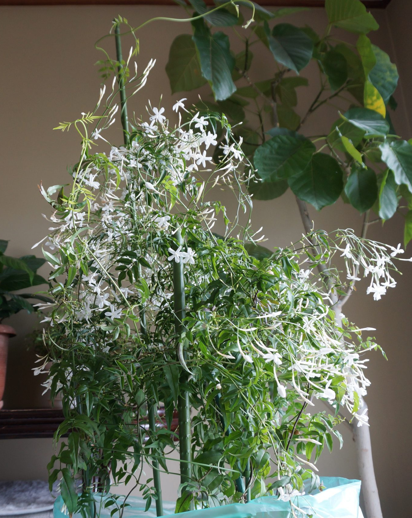 羽衣ジャスミンの花が咲かないのは