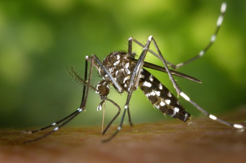 殺虫剤や薬剤式蚊取器を使わずに「蚊」や「飛ぶ虫」を殺虫するグッズ