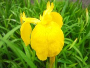 花菖蒲 菖蒲 あやめ 杜若 かきつばた 菖蒲 しょうぶ の違い