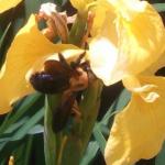 安全なミツバチ「クマバチ」の写真