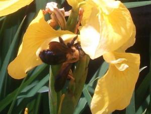 安全なミツバチ「クマバチ」の写真
